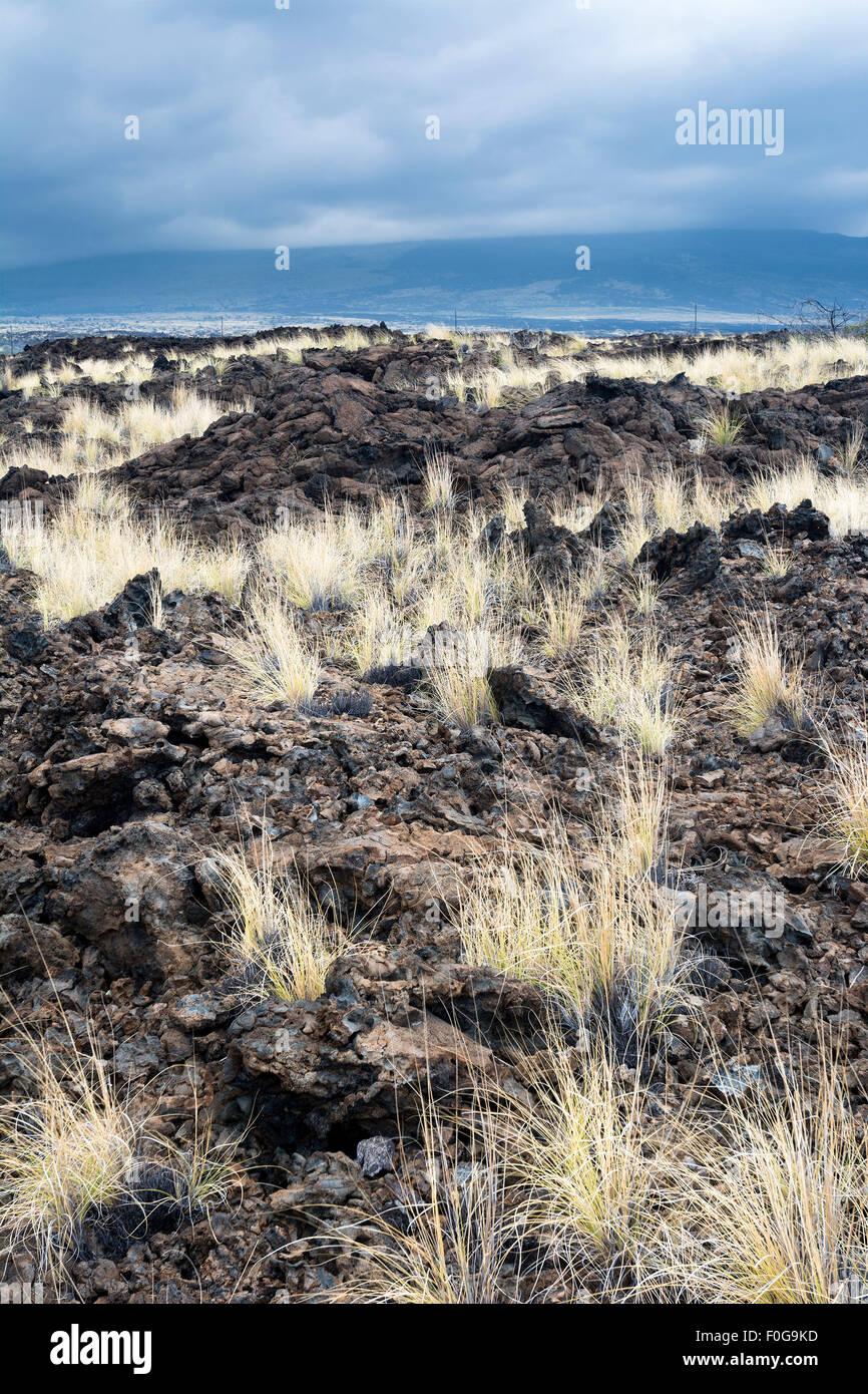 Als langjähriger getrockneter Lava Reste unberührter, Rasen genommen hat root und machte es Weg nach oben durch die poröse Erde gehärtet. Stockfoto