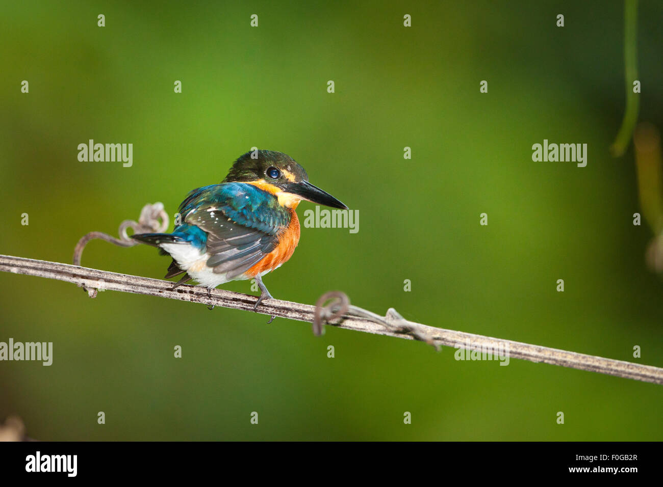 Amerikanische Pygmy Kingfisher, Chloroceryle Aenea, auf einem Ast am Ufer des Rio Chagres, Republik von Panama. Stockfoto