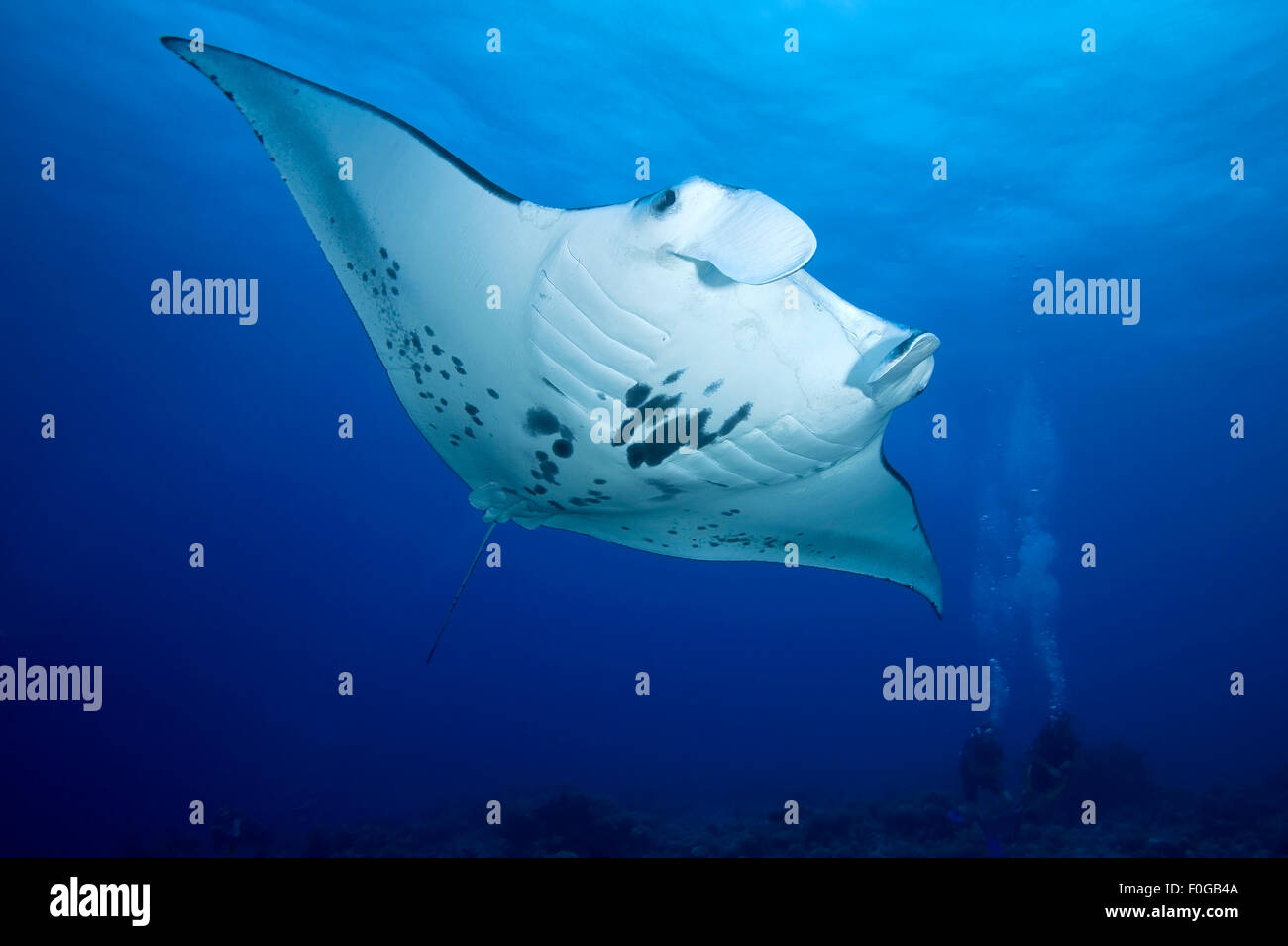 MANTAROCHEN SCHWIMMEN AUF DEM KORALLENRIFF UM EINE GRUPPE VON DIVER Stockfoto