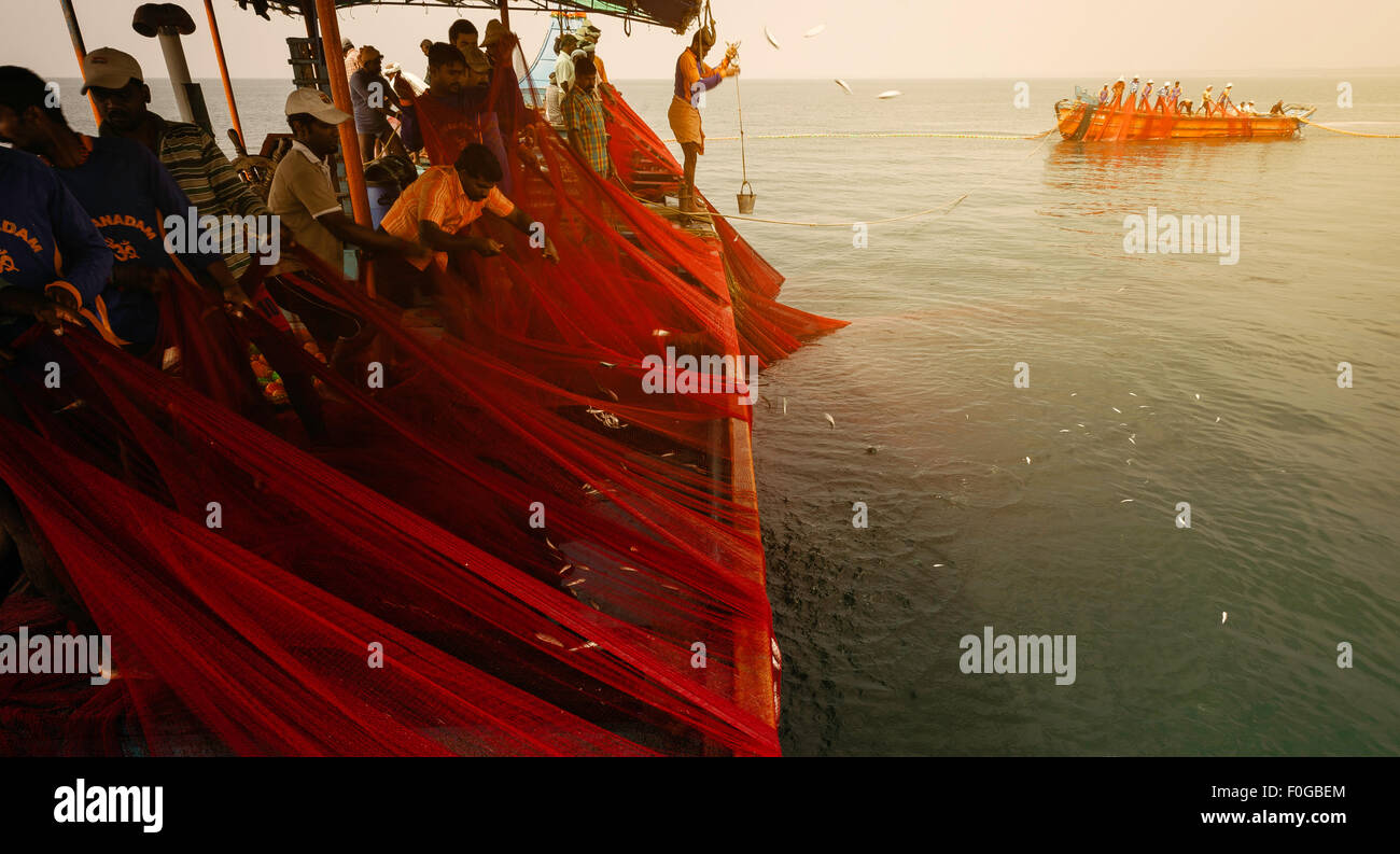 Fischer schleppen einen Fang von Sardinen in einem großen Netz aus einem traditionellen Holzboot in das Arabische Meer. Stockfoto