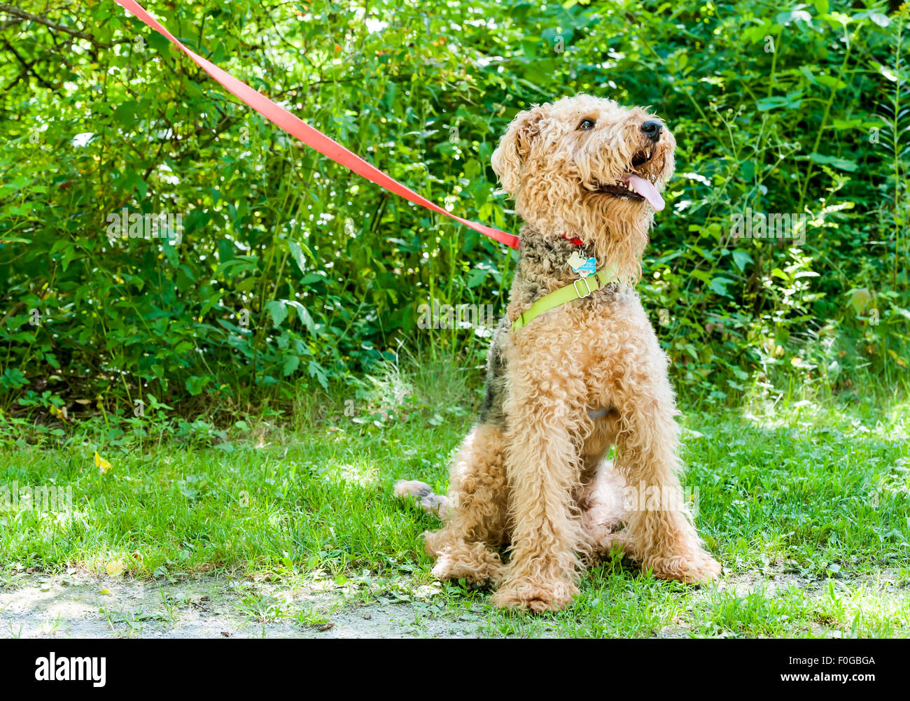 Freundlichen gehorsamer Hund bei einem Spaziergang, wartet auf seinen Master Befehl. Stockfoto