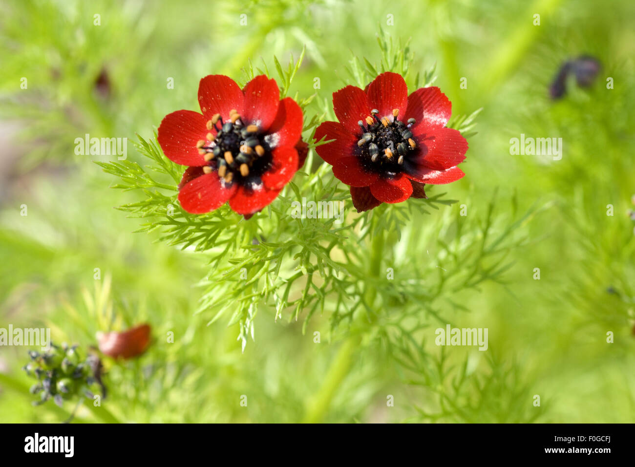 Sommer adonisroeschen -Fotos und -Bildmaterial in hoher Auflösung – Alamy