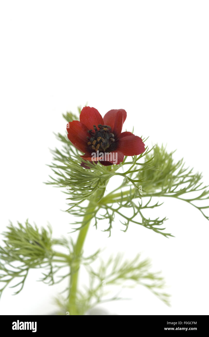 Sommer adonisroeschen -Fotos und -Bildmaterial in hoher Auflösung – Alamy