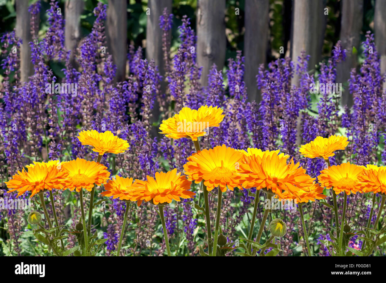 Steppen-Salbei; Salvia Nemorosa, Ringelblumen, Calendula Stockfoto