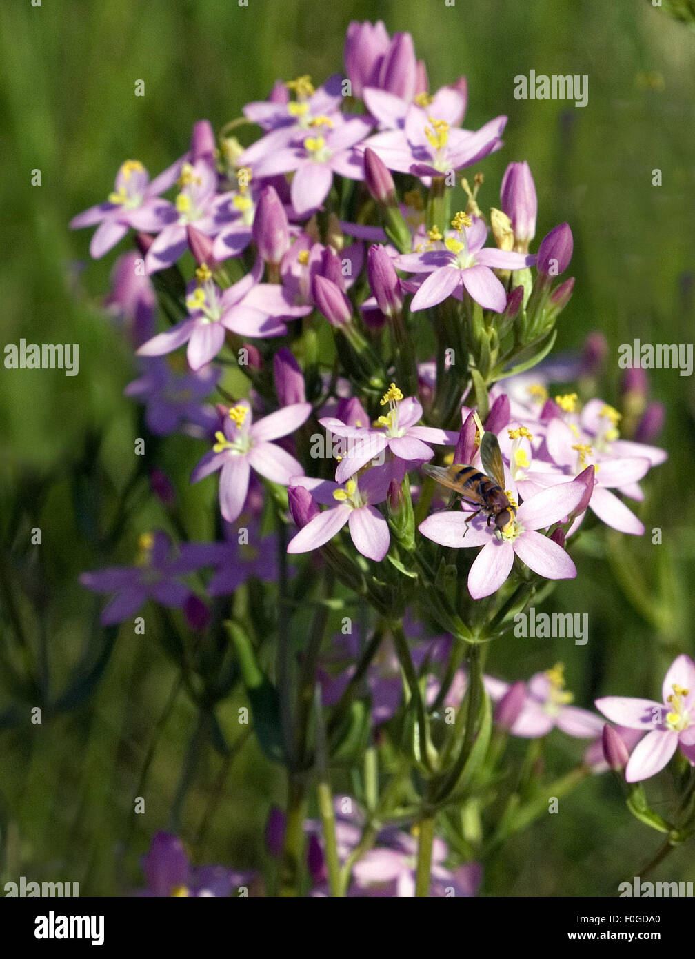 Tausendgueldenkraut Centaurium Saccharopolyspora, Tausendgüldenkraut, Bachblueten, Stockfoto