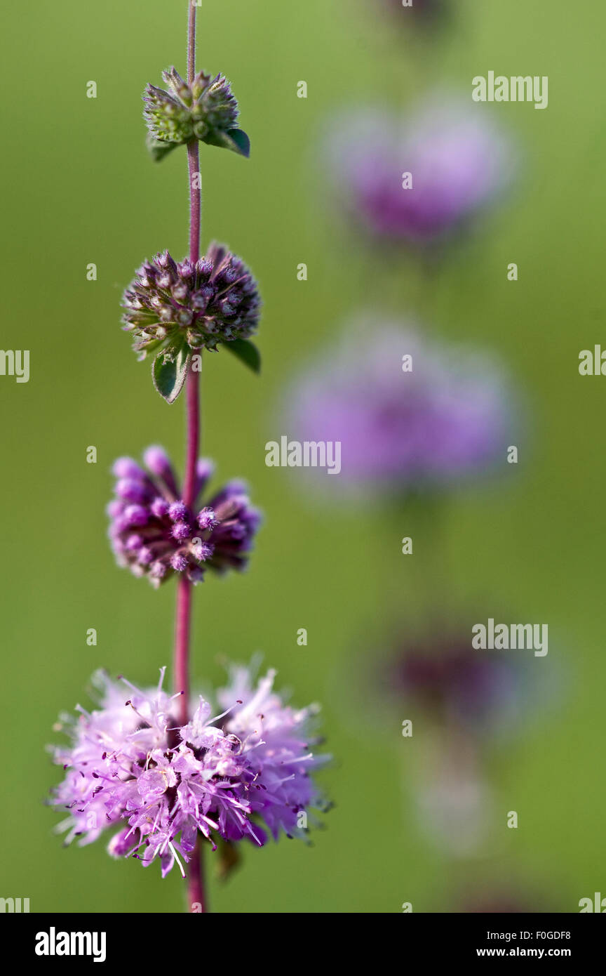 Poleiminze (Mentha Pulegium) Blumen, Hortobagy Nationalpark, Ungarn, Juli 2009 Stockfoto