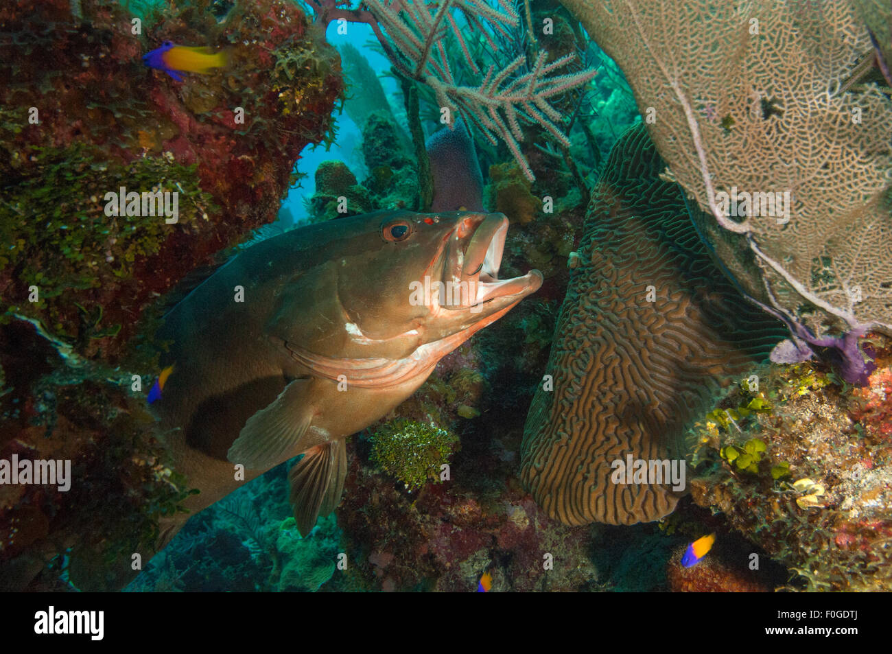 Nassau-Zackenbarsch auf eine Reinigungsstation in Little Cayman. Stockfoto