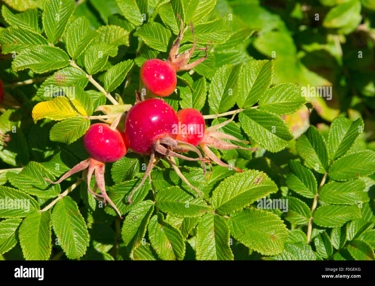 Stieg Busch mit Hagebutten in der Sommersonne Stockfoto