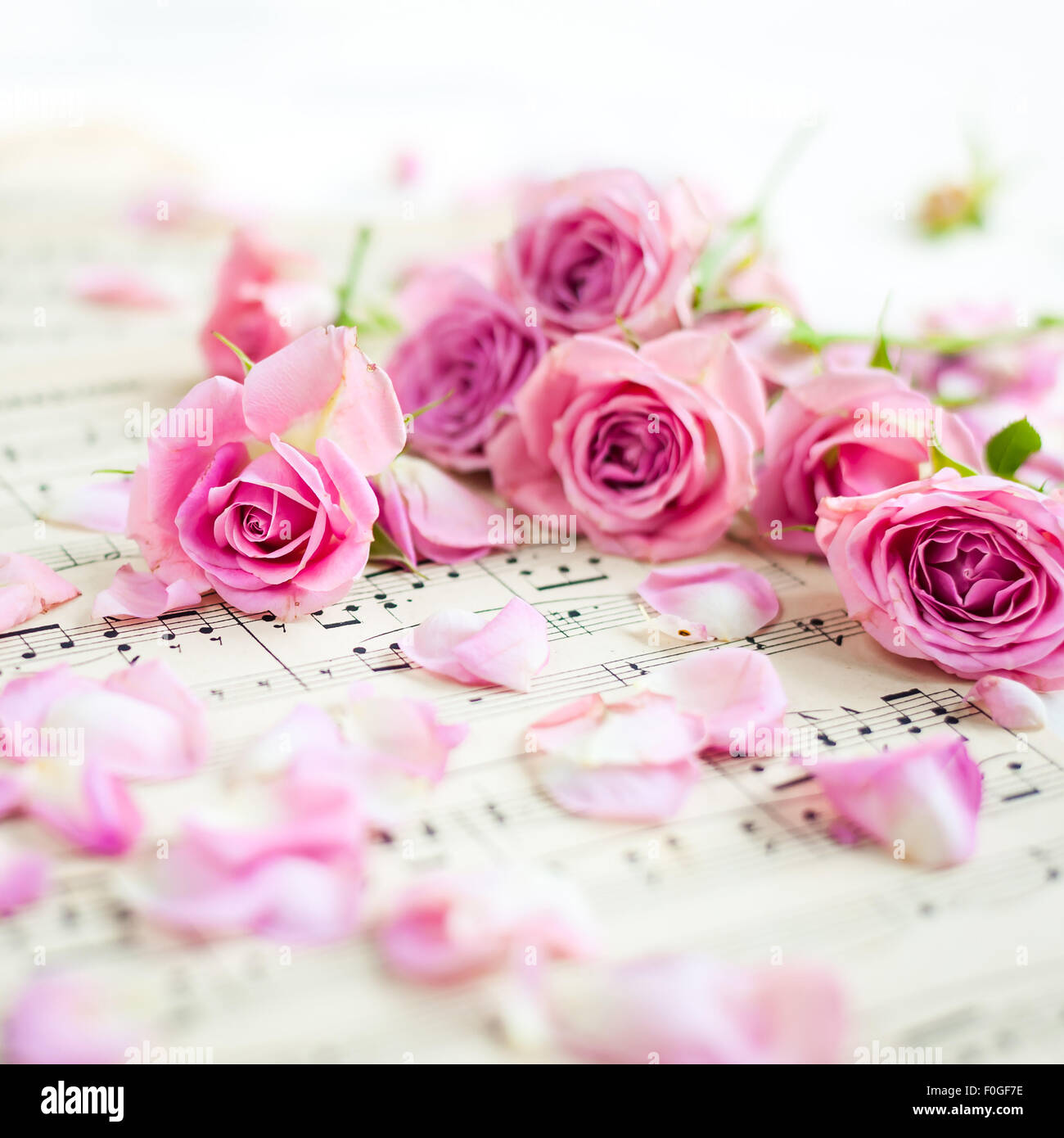 Nahaufnahme von rosa Rosen auf Vintage Notenpapier Stockfoto