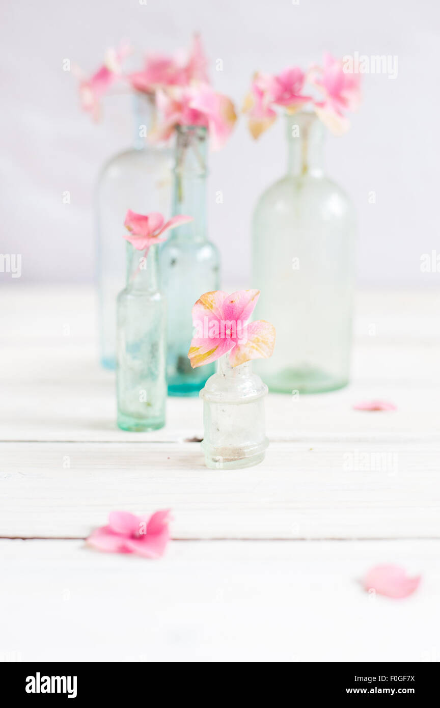 Rosa Hortensie Blütenköpfchen in Miniatur-Vintage-Glas-Flaschen Stockfoto