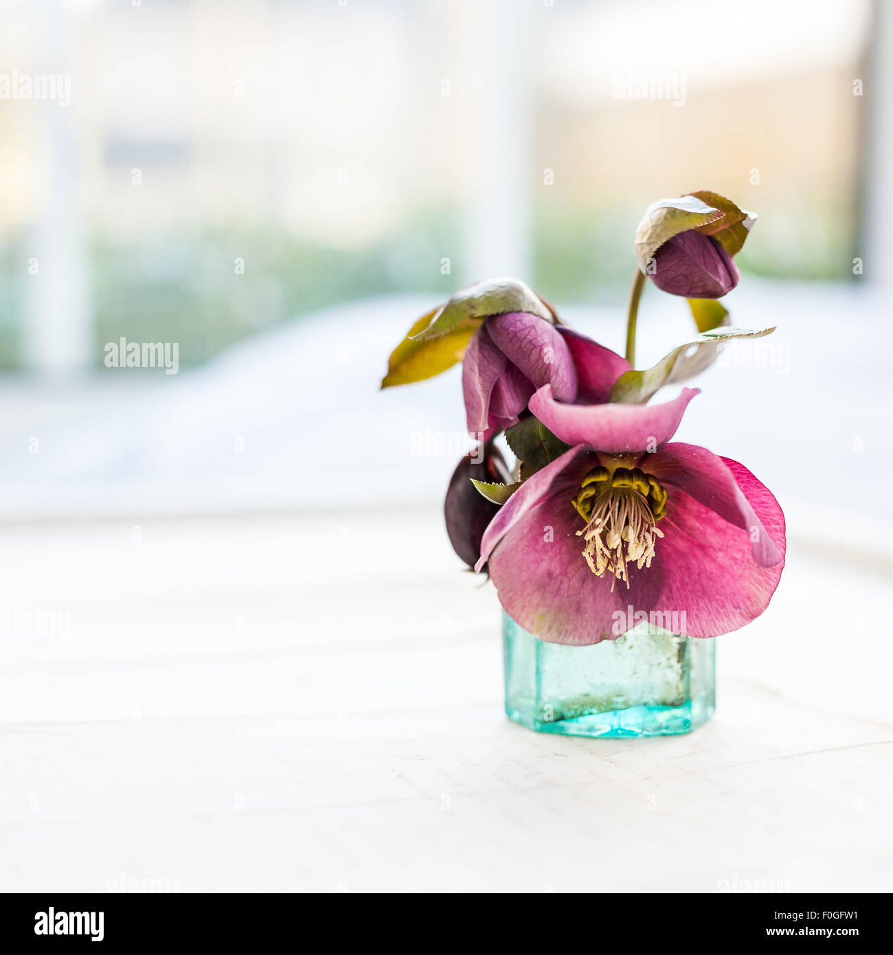 Vintage Tintenfass mit lila Helleborus Stockfoto