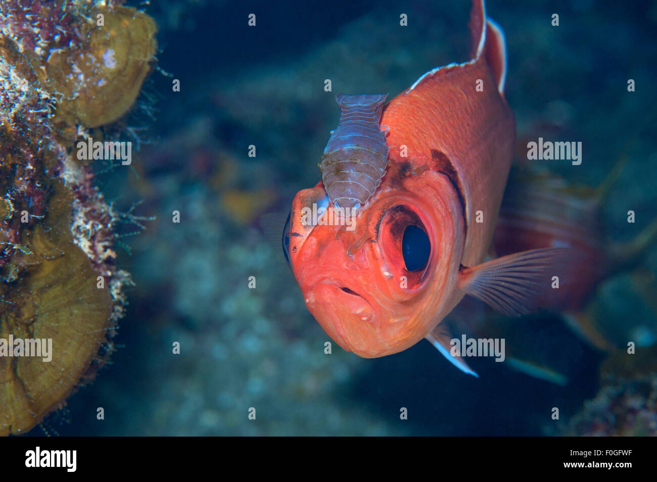 Ein Blackbar Soldierfish mit einer Familie von Asseln auf seinem Gesicht in Little Cayman. Stockfoto
