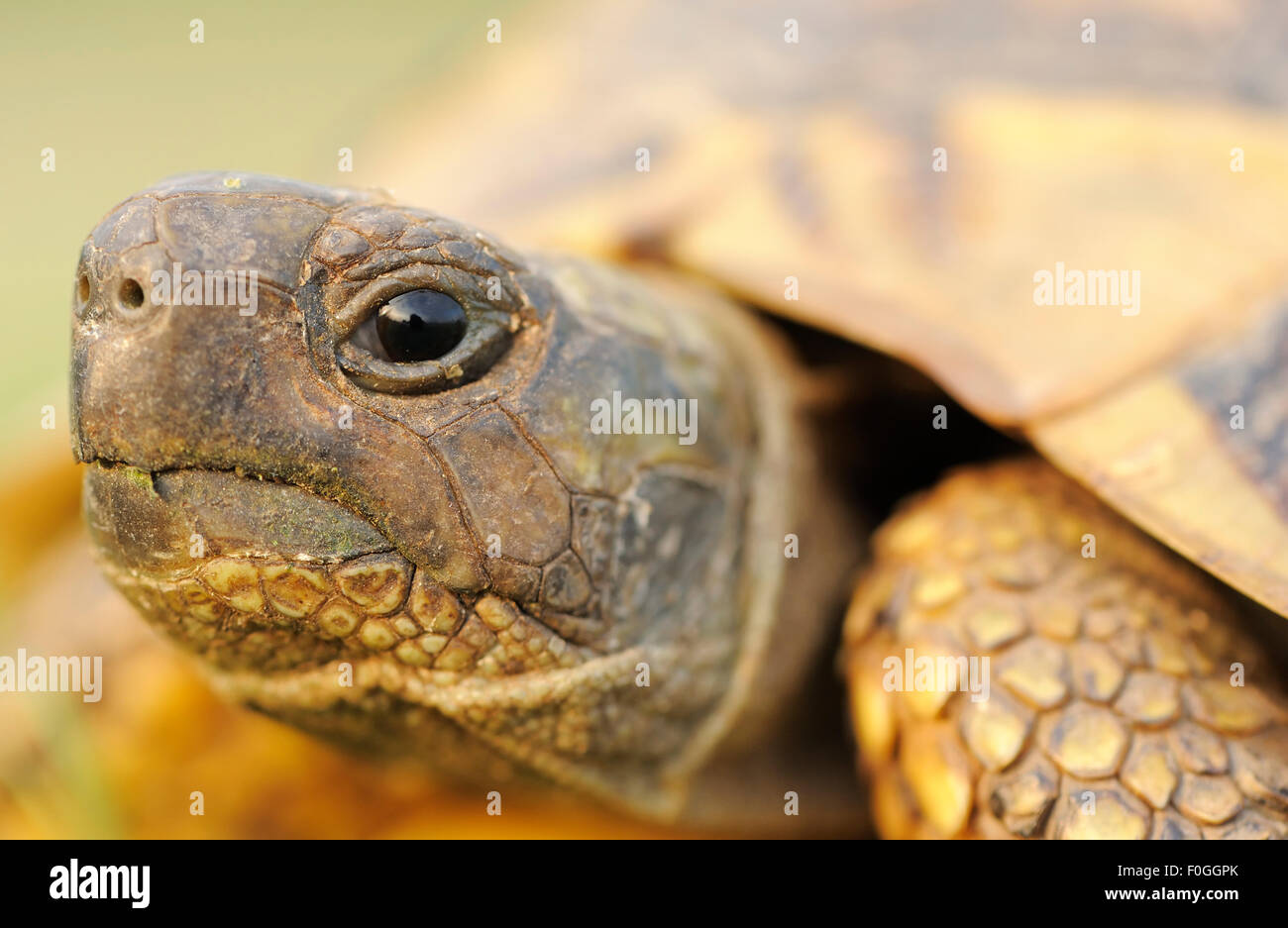 Griechische Schildkröte (Testudo Graeca) Porträt, See Kerkini, Mazedonien, Griechenland, Mai 2009 Stockfoto