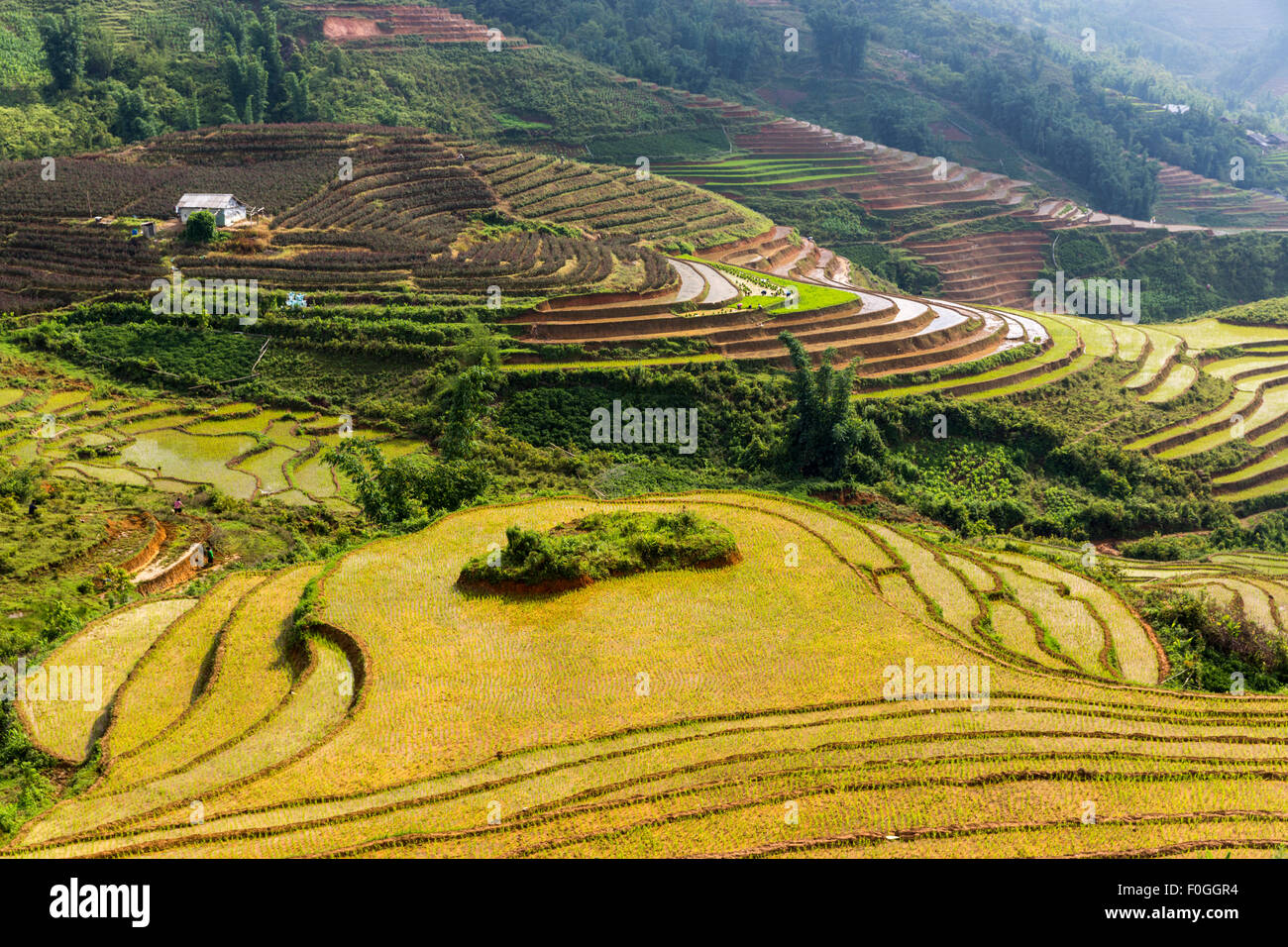 Terrassierte Reisfelder in gebrochenen Sonne von oben in der Nähe von Sa Pa Nord-Vietnam. Landwirte sind im Hintergrund zu sehen. Stockfoto