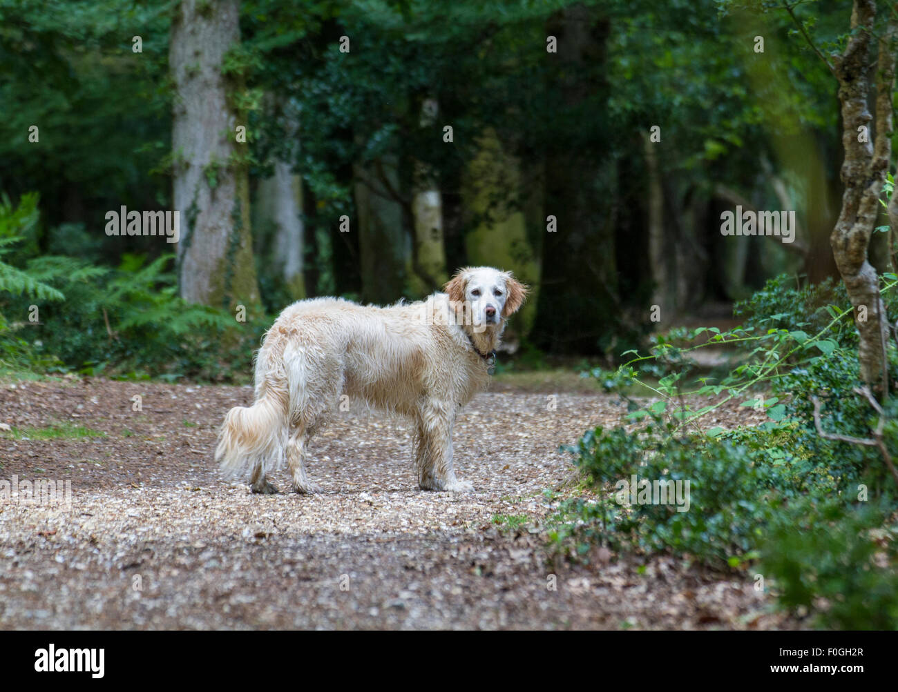 glücklicher Hund stehend in Wäldern am Spaziergang im Rückblick Stockfoto