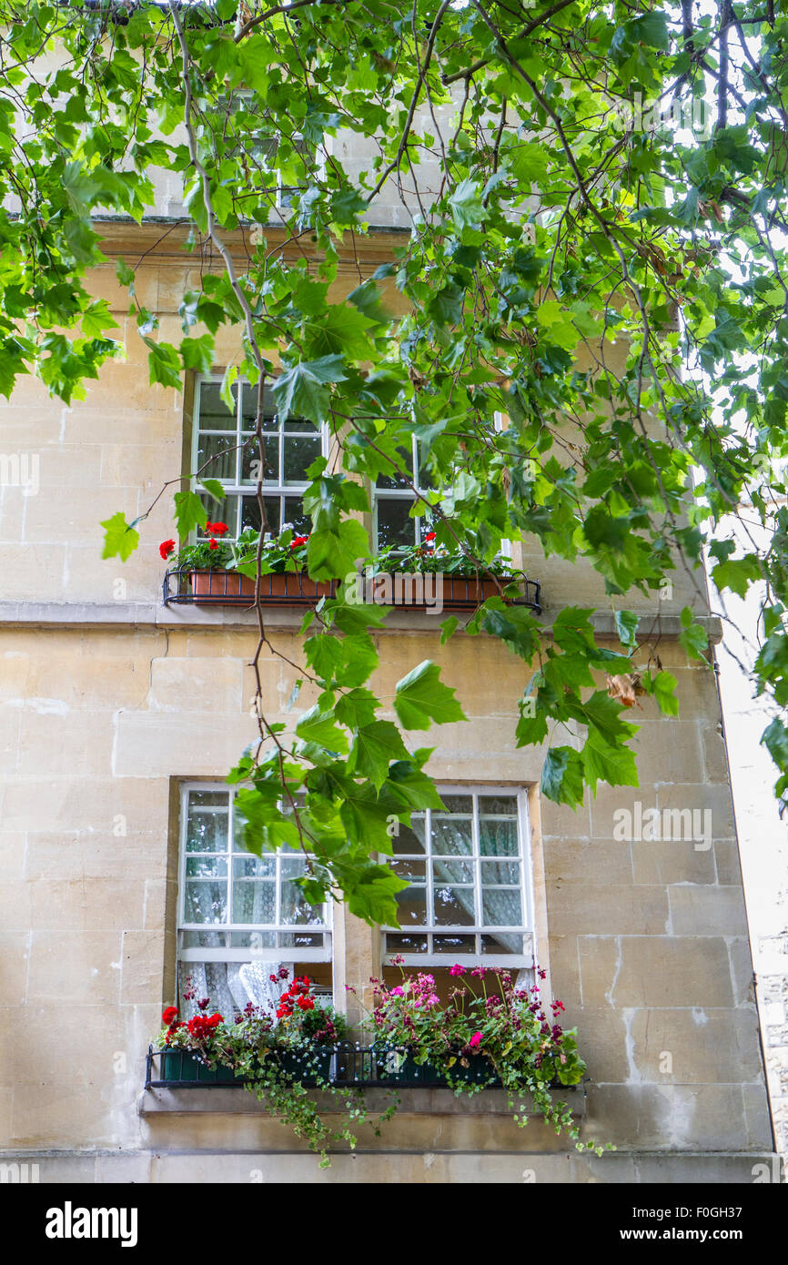 Baum, überhängenden vor Gebäude aus Stein mit schönen Blumen in Balkonkästen und Schärpe windows Stockfoto