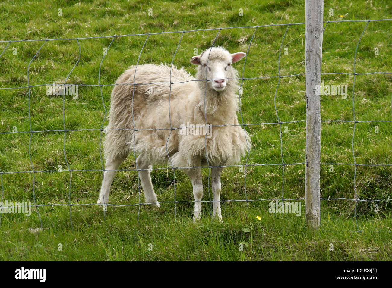 Färöische Schafe, Färöer Inseln Stockfoto