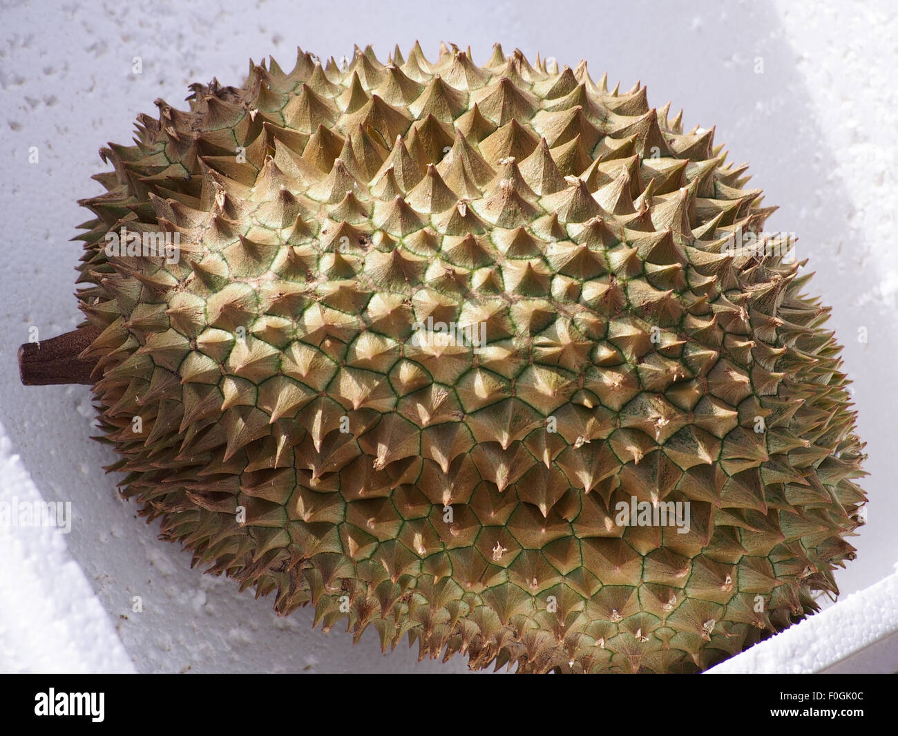 Eine Durian-Frucht in einem Transportbehälter Stockfoto
