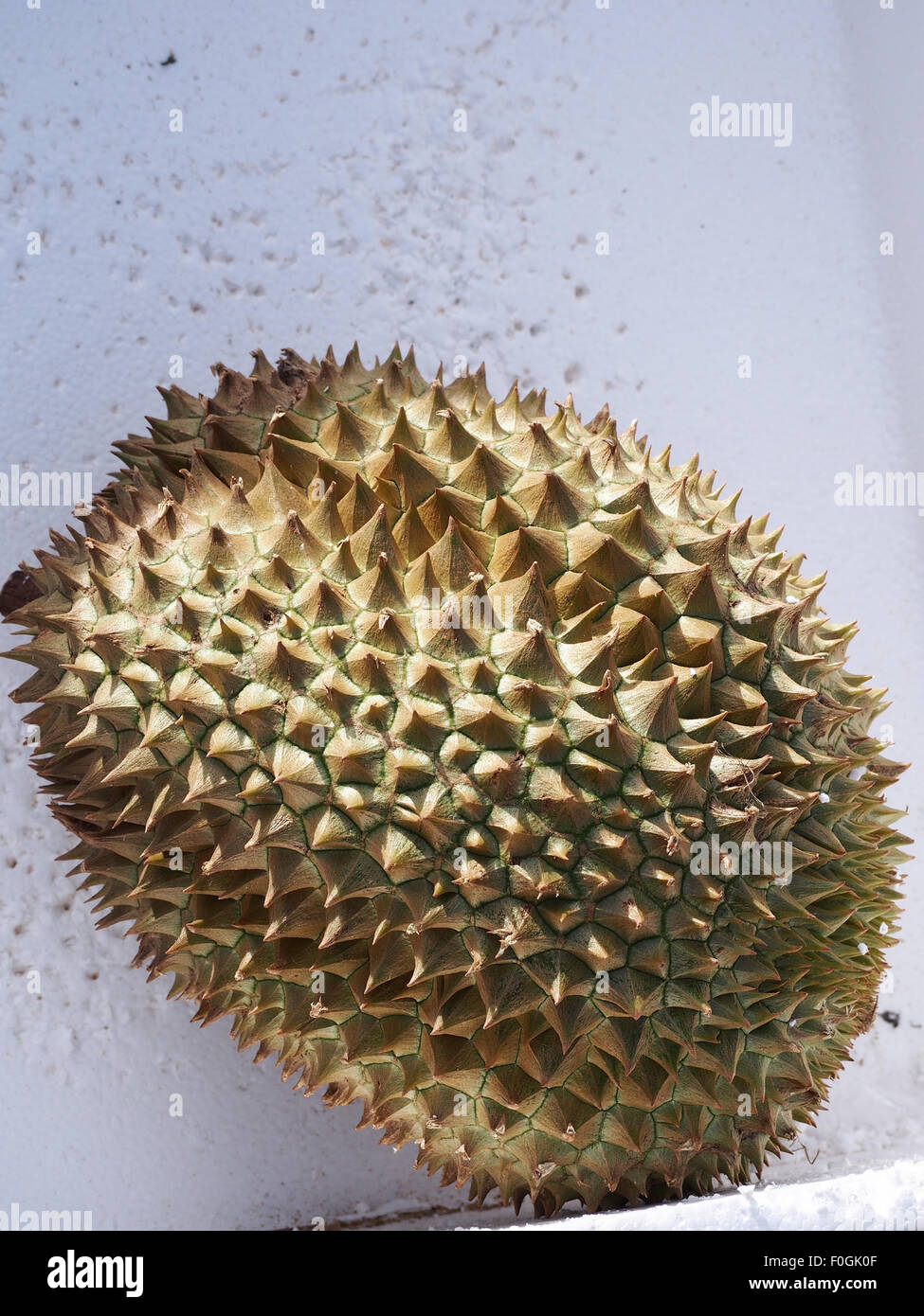 Eine Durian-Frucht in einem Transportbehälter Stockfoto