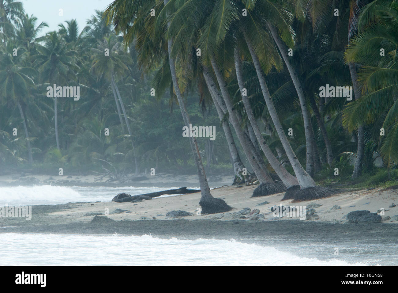 Mentawai-Inseln, Indonesien, Landschaft, palm-Baum, Kokosnüsse, Kopra, Plantage Stockfoto