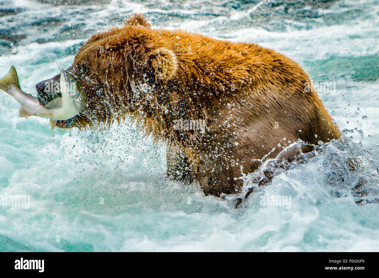 Grizzly Bear Katmai Nationalpark, Alaska Stockfoto