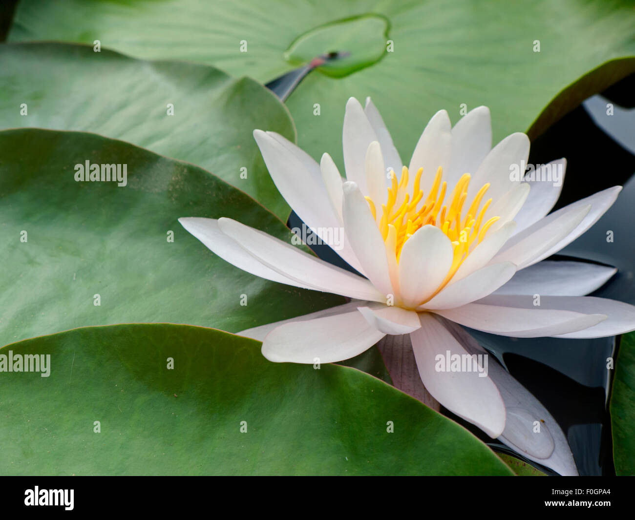 Lotus-Blume auf dem Wasser. Stockfoto