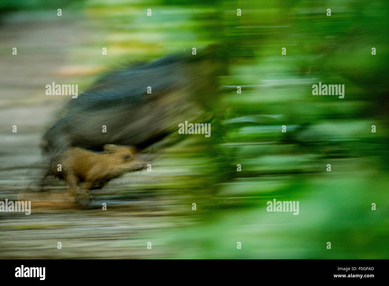 Weißlippen-Peccary (Tayassu Pecari), Tambopata National Reserve, Madre De Dios, Peru Stockfoto