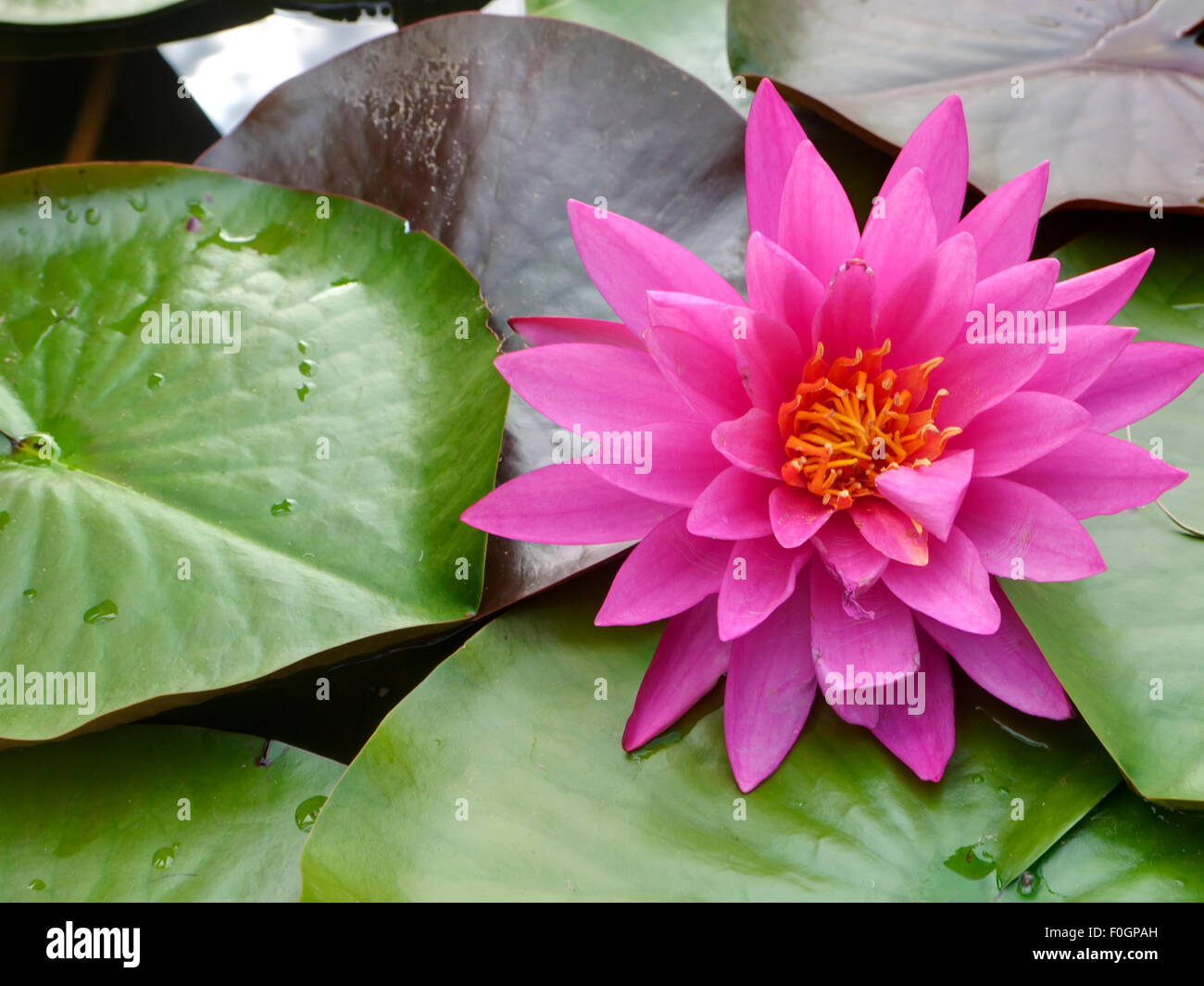 Lotus lilie Fotos und Bildmaterial in hoher Auflösung Alamy