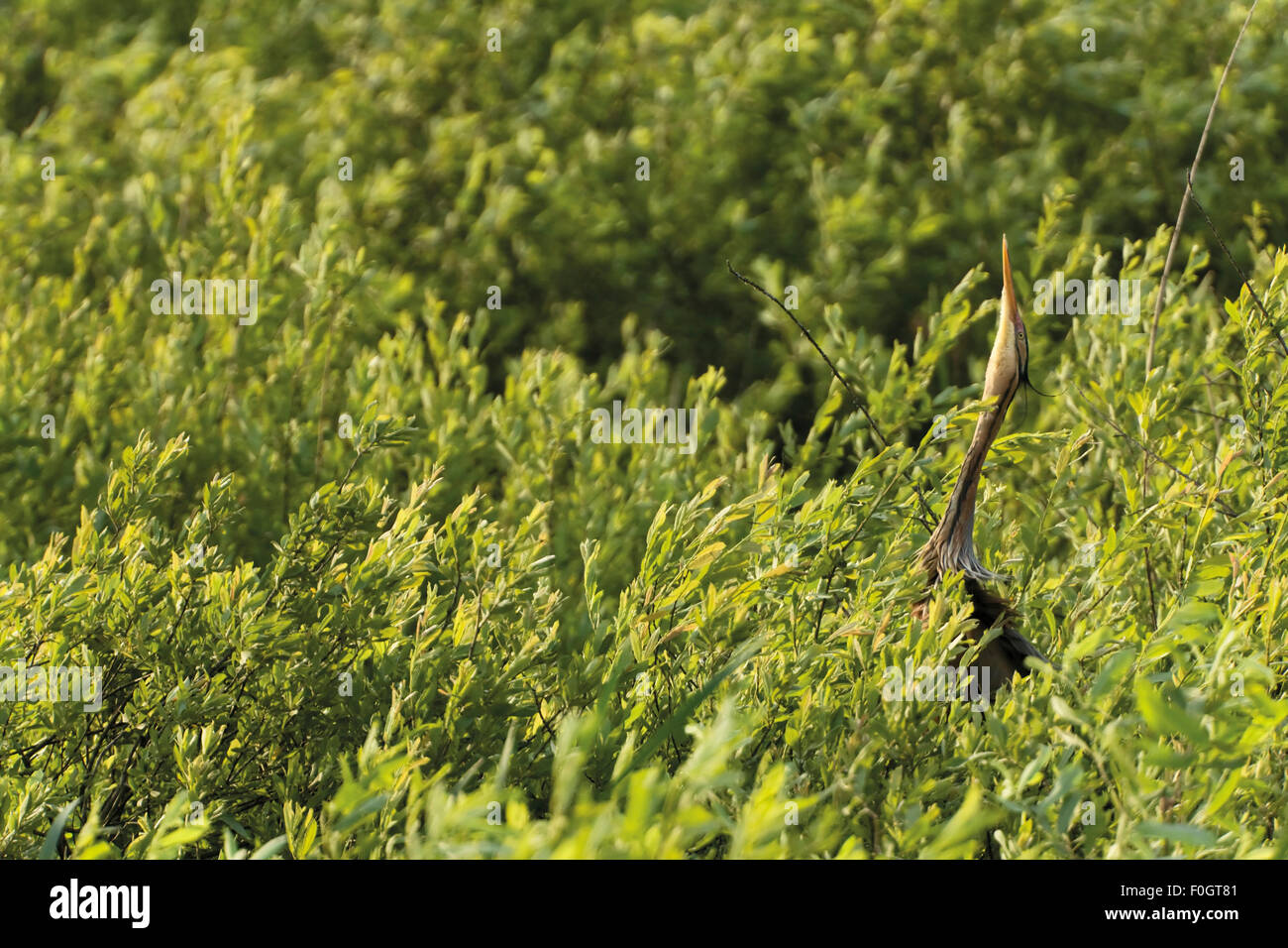 Purpurreiher (Ardea Purpurea) auf seinem Schnabel den Himmel, Krapje Dol (besonderes Vogelschutzgebiet) Fluss Sava, in der Nähe von Dorf Krapje, Naturpark Lonjsko Polje, Ramsar-Gebiet, Sisack-Moslavina Grafschaft, Slawonien, Posavina Bereich, Kroatien, Juni 2009 Stockfoto