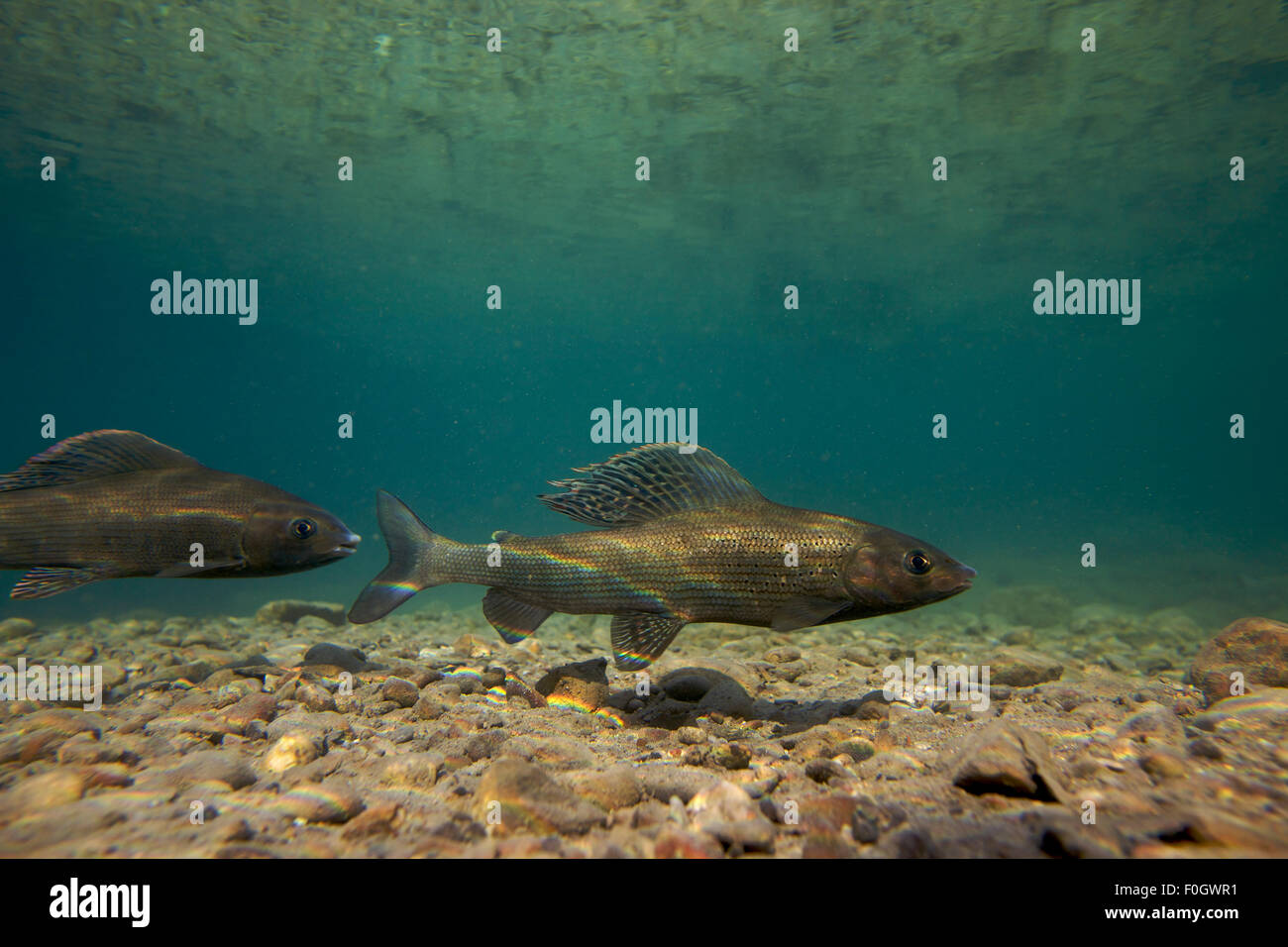 Fisch Unter Wasser Switzerland Stockfotos und -bilder Kaufen - Alamy