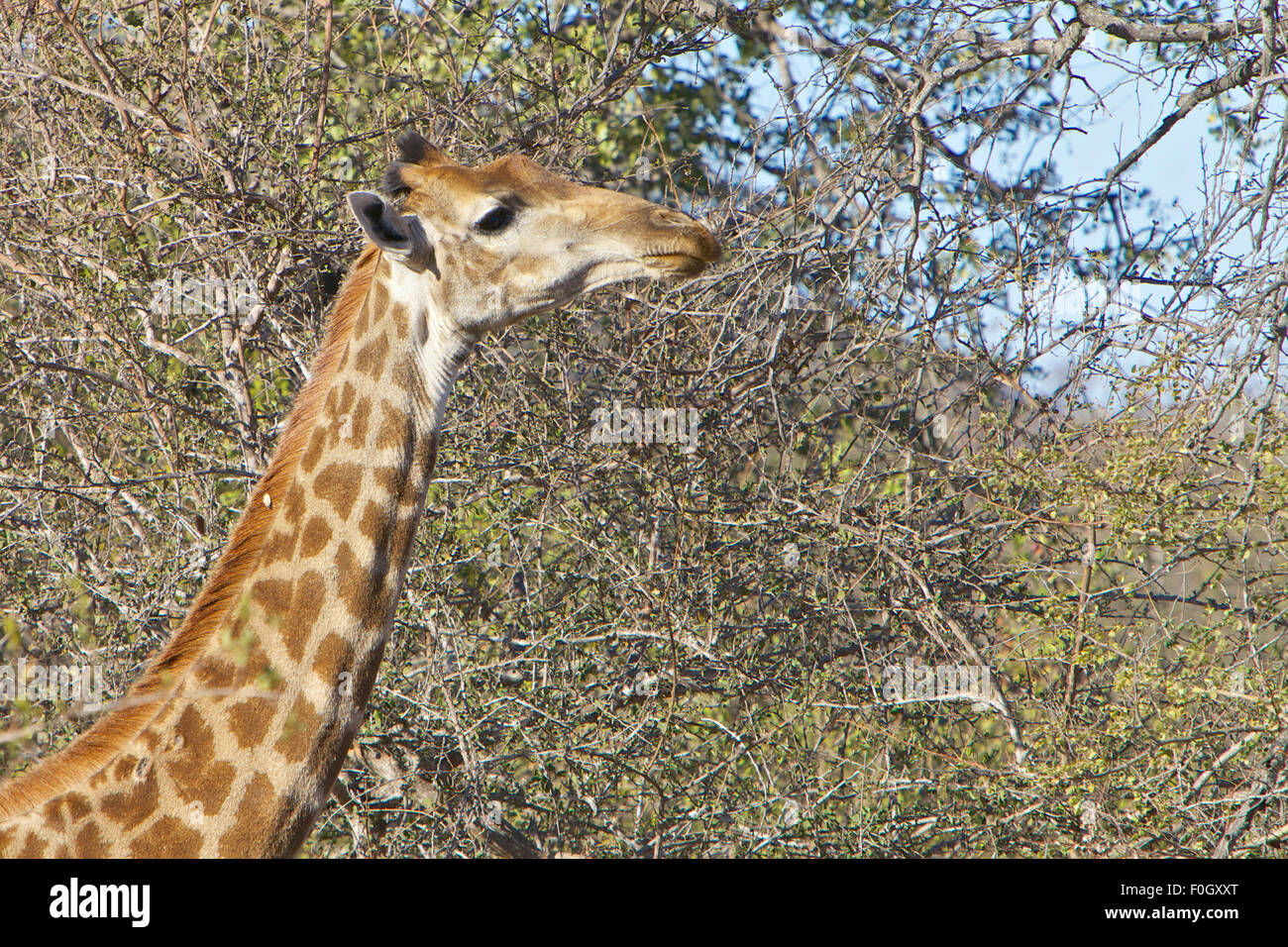 Giraffe Essen im Kruger National Park, Südafrika Stockfoto