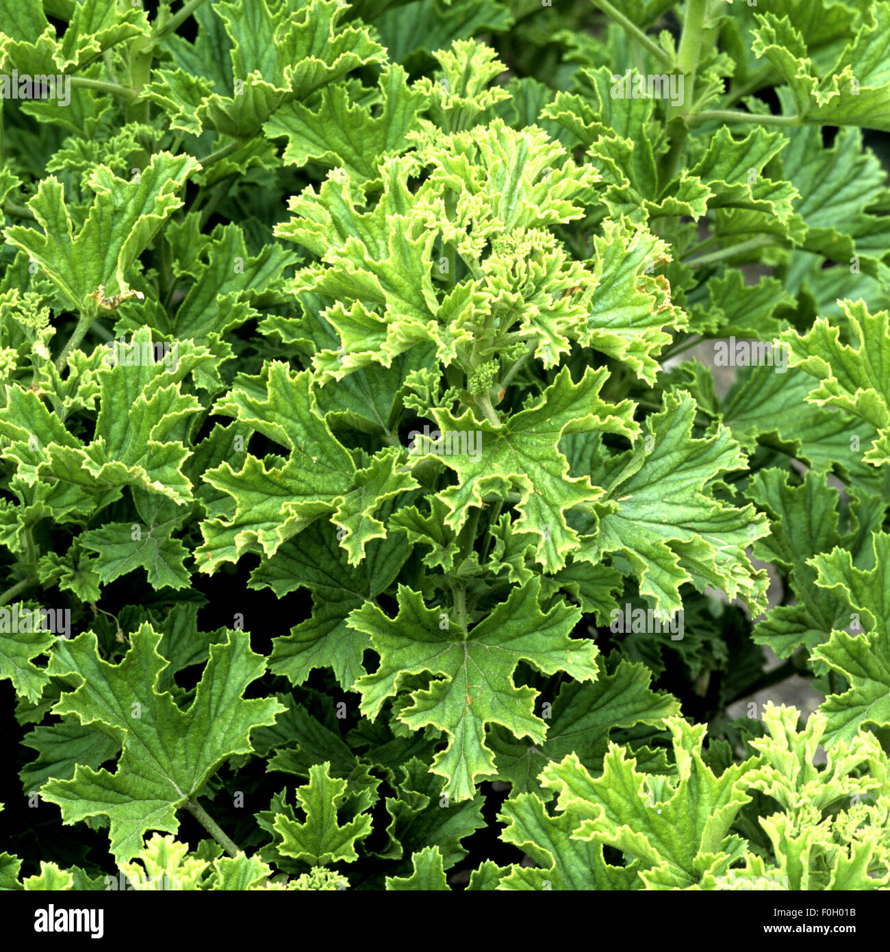 Zitronengeranie, Pelargonium Citonella, Heilpflanzen, Stockfoto