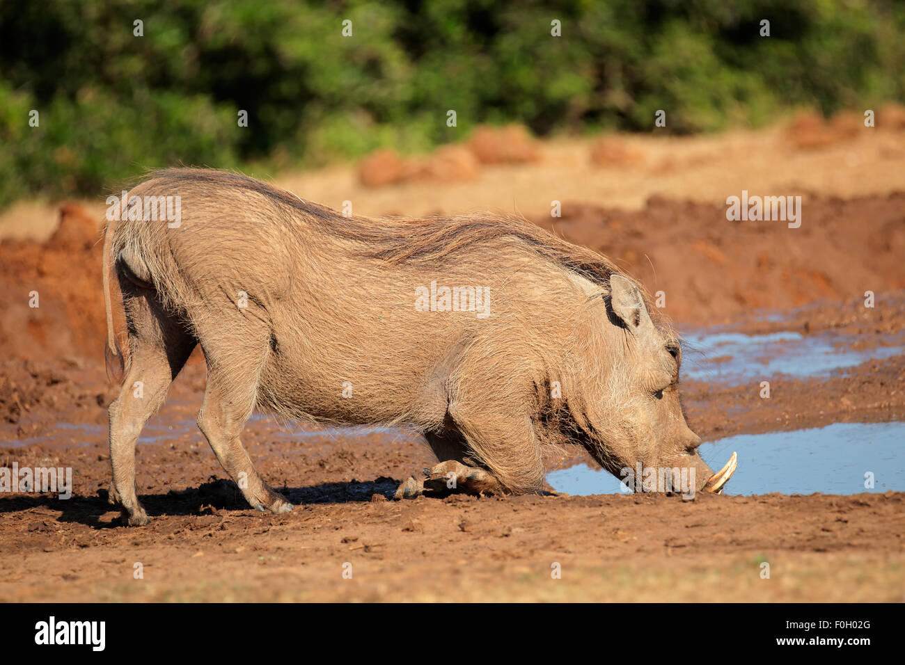 Ein Warzenschwein (Phacochoerus Africanus) Trinkwasser, Südafrika Stockfoto