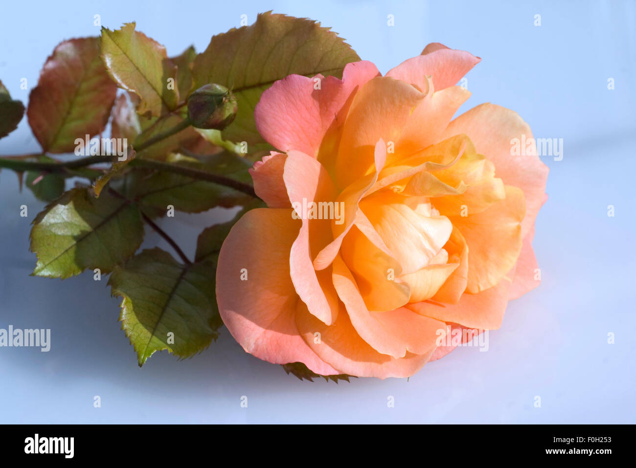 Orange Rose, Strauchrose, Stockfoto