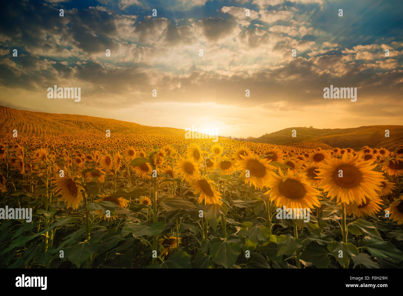 Bereich der Blühende Sonnenblumen auf einem Hintergrund Sonnenuntergang Stockfoto