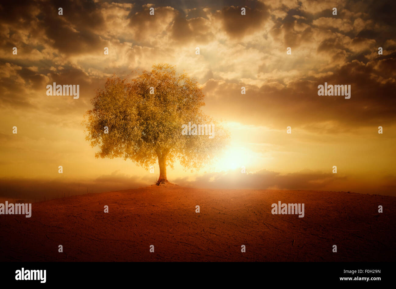 Einsamer Baum und Sonnenuntergang Stockfoto