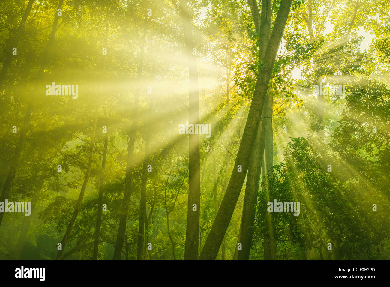 Strahlen des Sonnenlichts und Green Forest Stockfoto