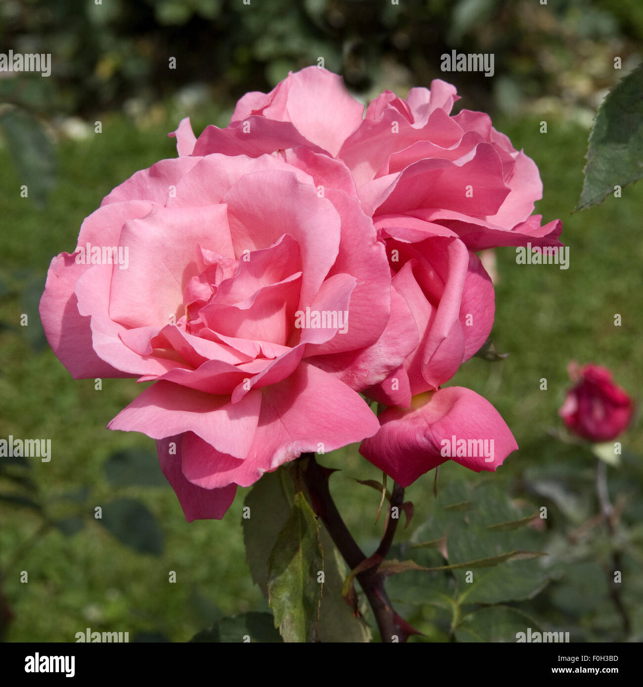 Teehybrid-Rose, Stockfoto