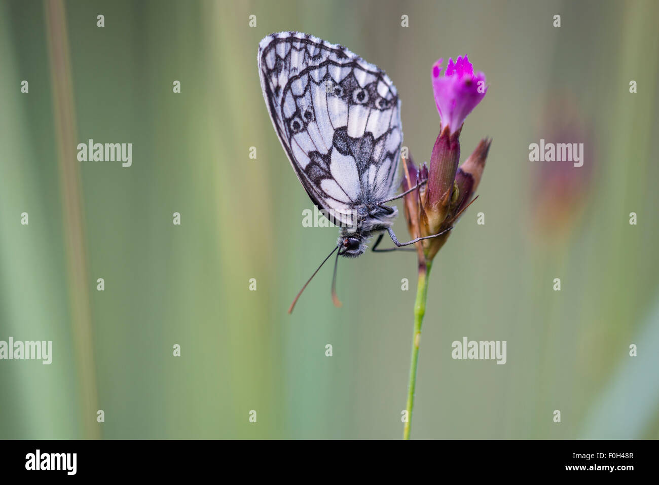 Marmorierte weißer Schmetterling auf Blume, Melanargia Galathea, Danube-Auen-Nationalpark, Niederösterreich, Wien, Österreich Stockfoto