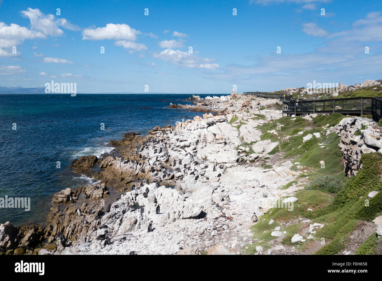 Afrikanischen Pinguinkolonie in Bettys Bay, Südafrika Stockfoto