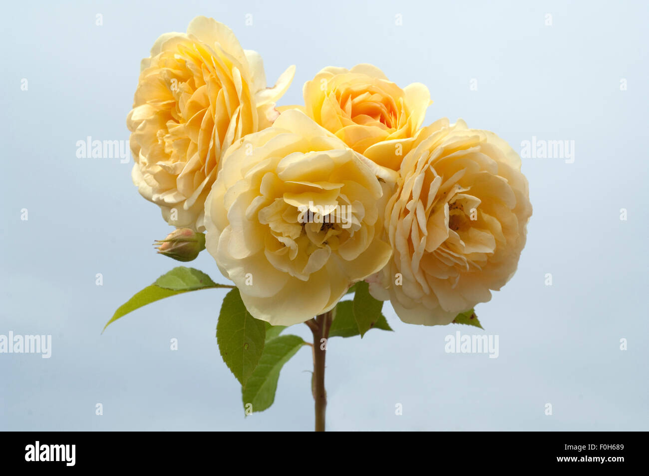 Englische Rose, David, Austin, Strauchrose, Blume, Rosa, Stockfoto