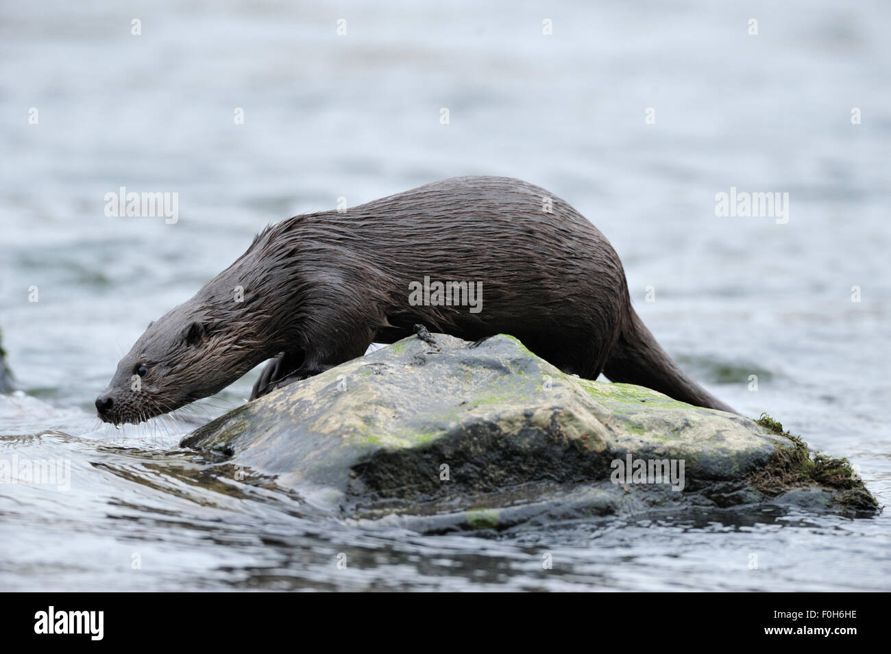 Juvenile Europäische Fischotter (Lutra Lutra) auf Felsen im Fluss Tweed, Schottland, Februar 2009 Stockfoto