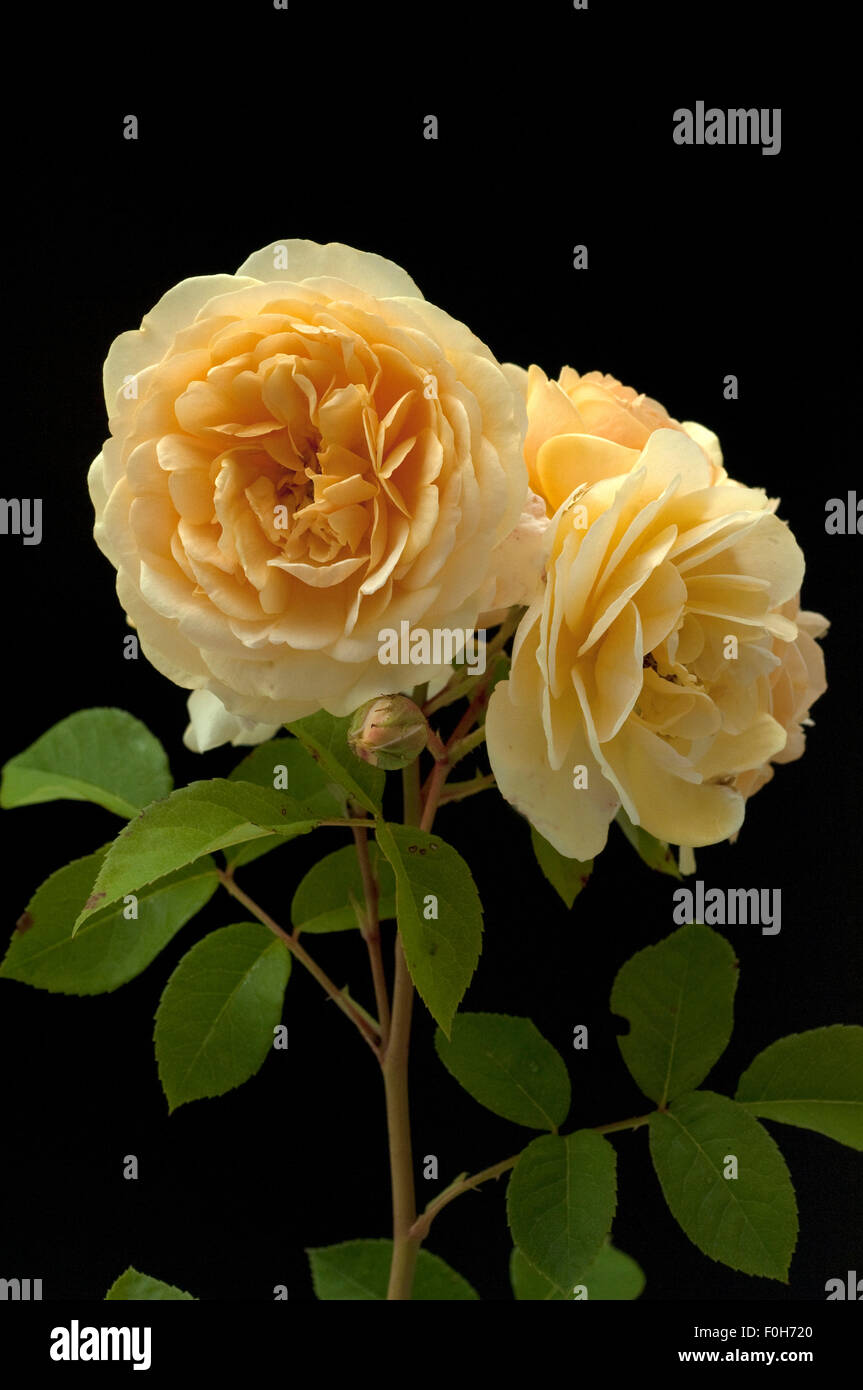 Englische Rose, David, Austin, Strauchrose, Blume, Rosa, Stockfoto