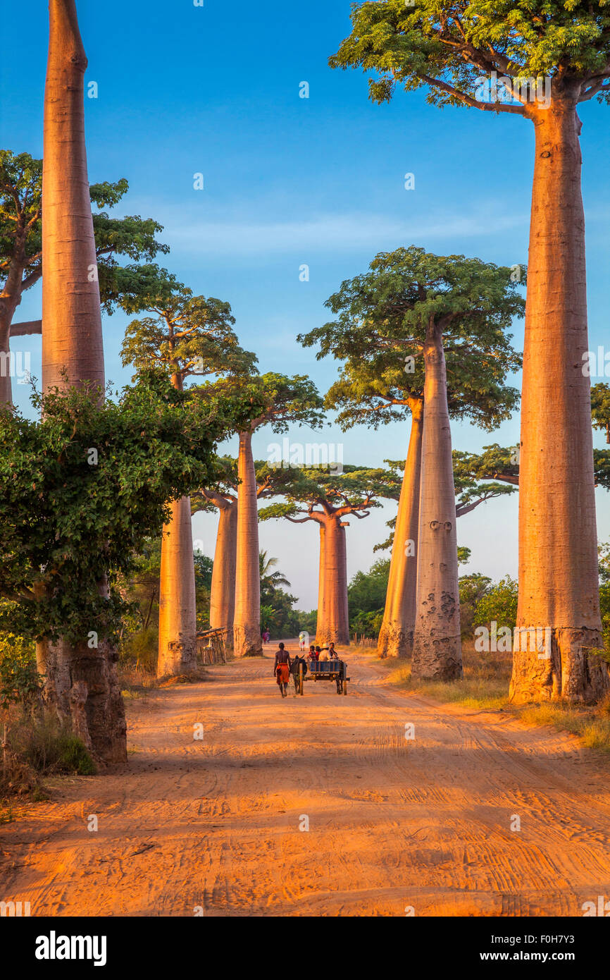 Einen Ochsen ziehen einen Karren durch die Baobab-Allee, Morondava, Madagaskar. Stockfoto