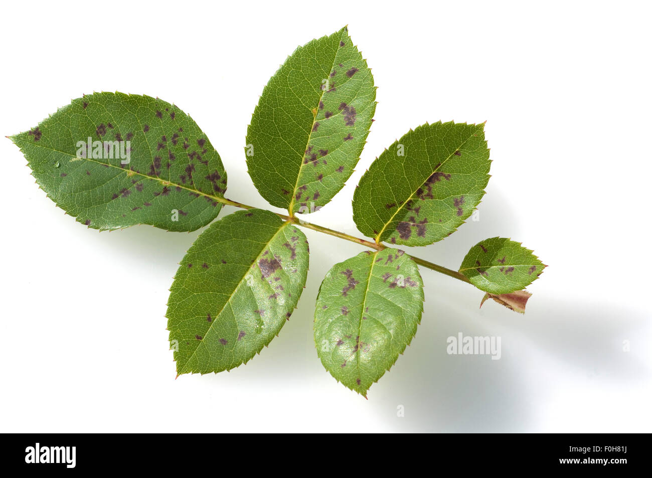 Falscher Mehltau, Peronospora, Sparsa; Stockfoto