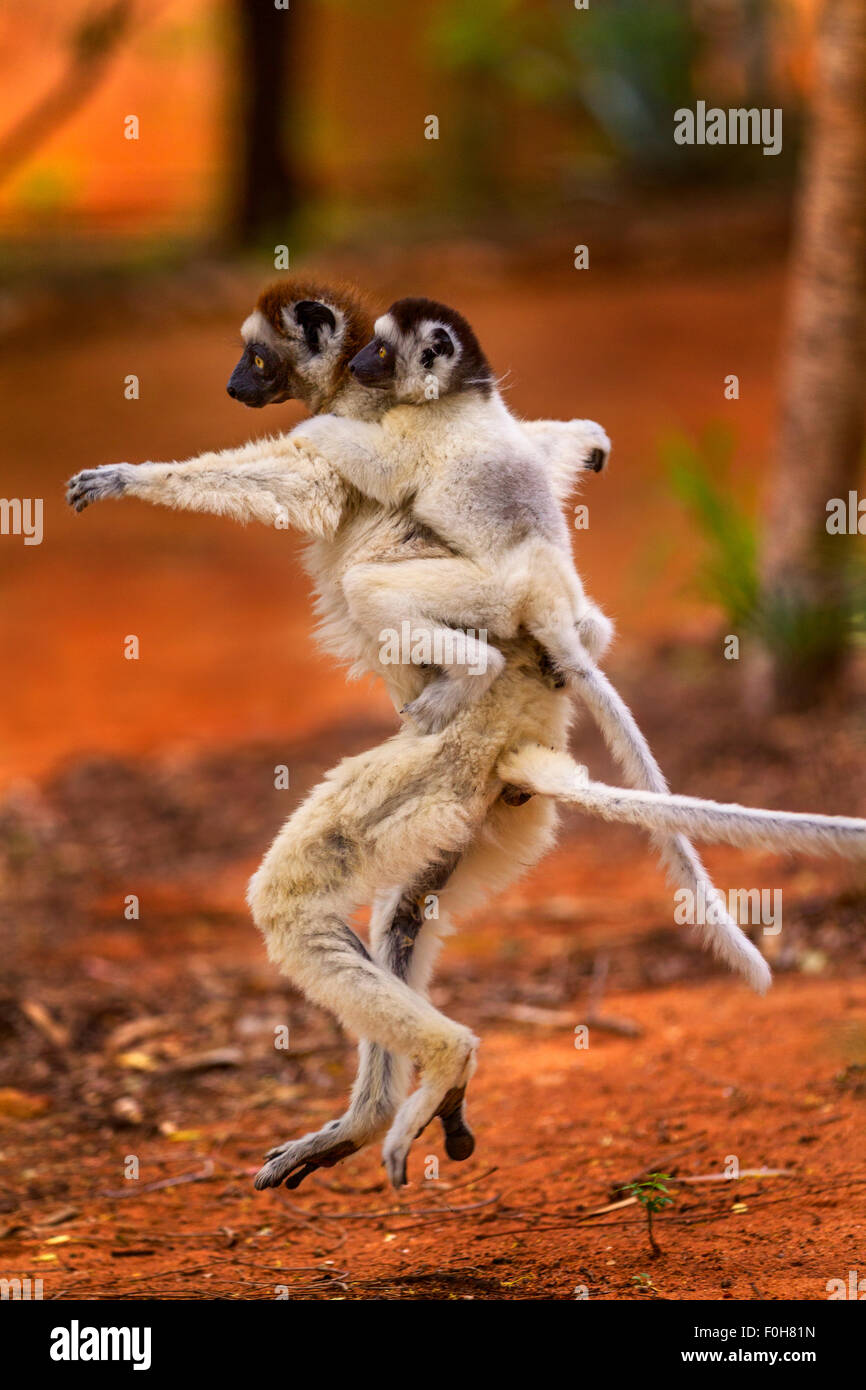 Ein springender Verreau Sifaka Mutter mit Baby, Berenty Reserve, Madagaskar. Stockfoto