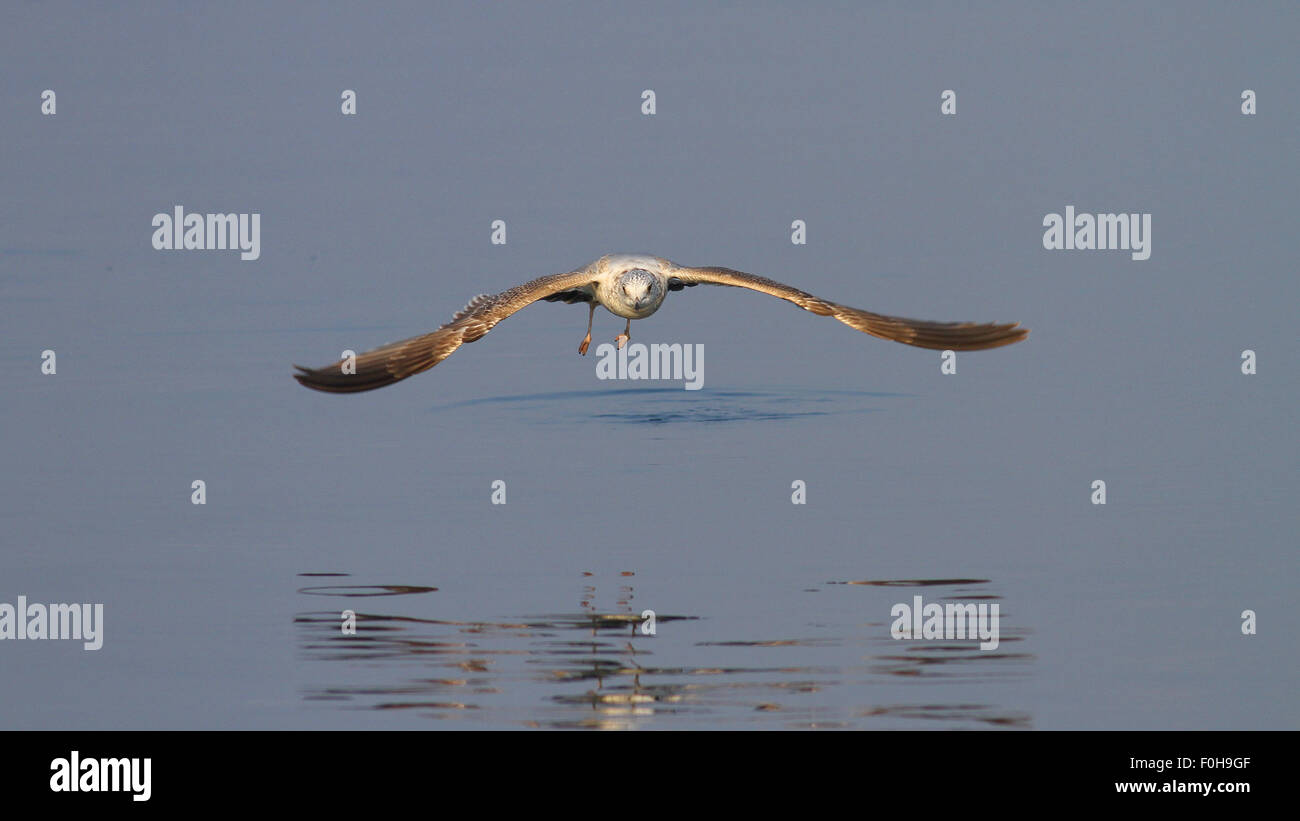 Gelb-beinigen Möwe im Tiefflug über Wasser Stockfoto