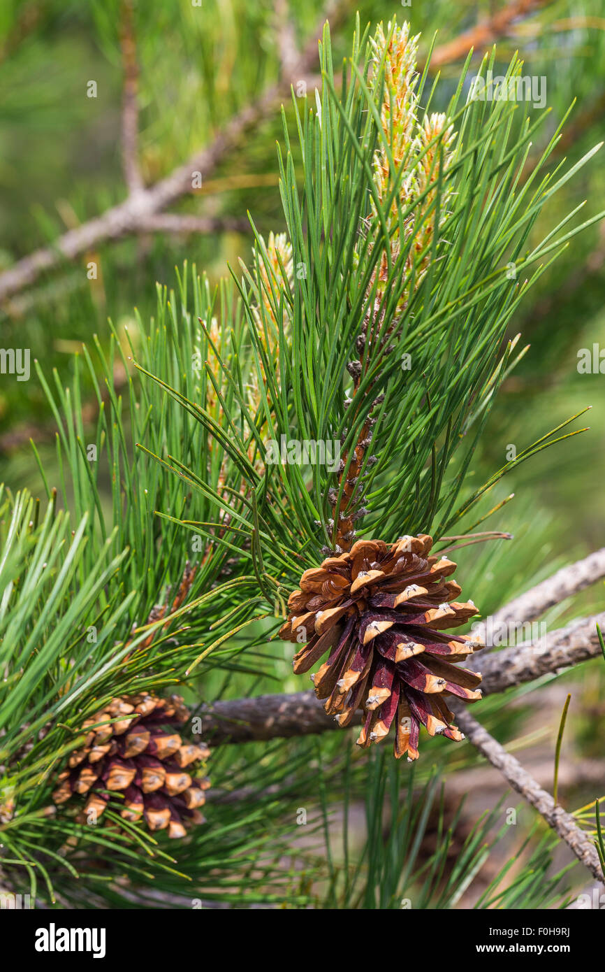 Pino laricio. Pinus nigra laricio. Schwarzkiefer. Vulkan Ätna. Sizilien, Italien, Europa. Stockfoto