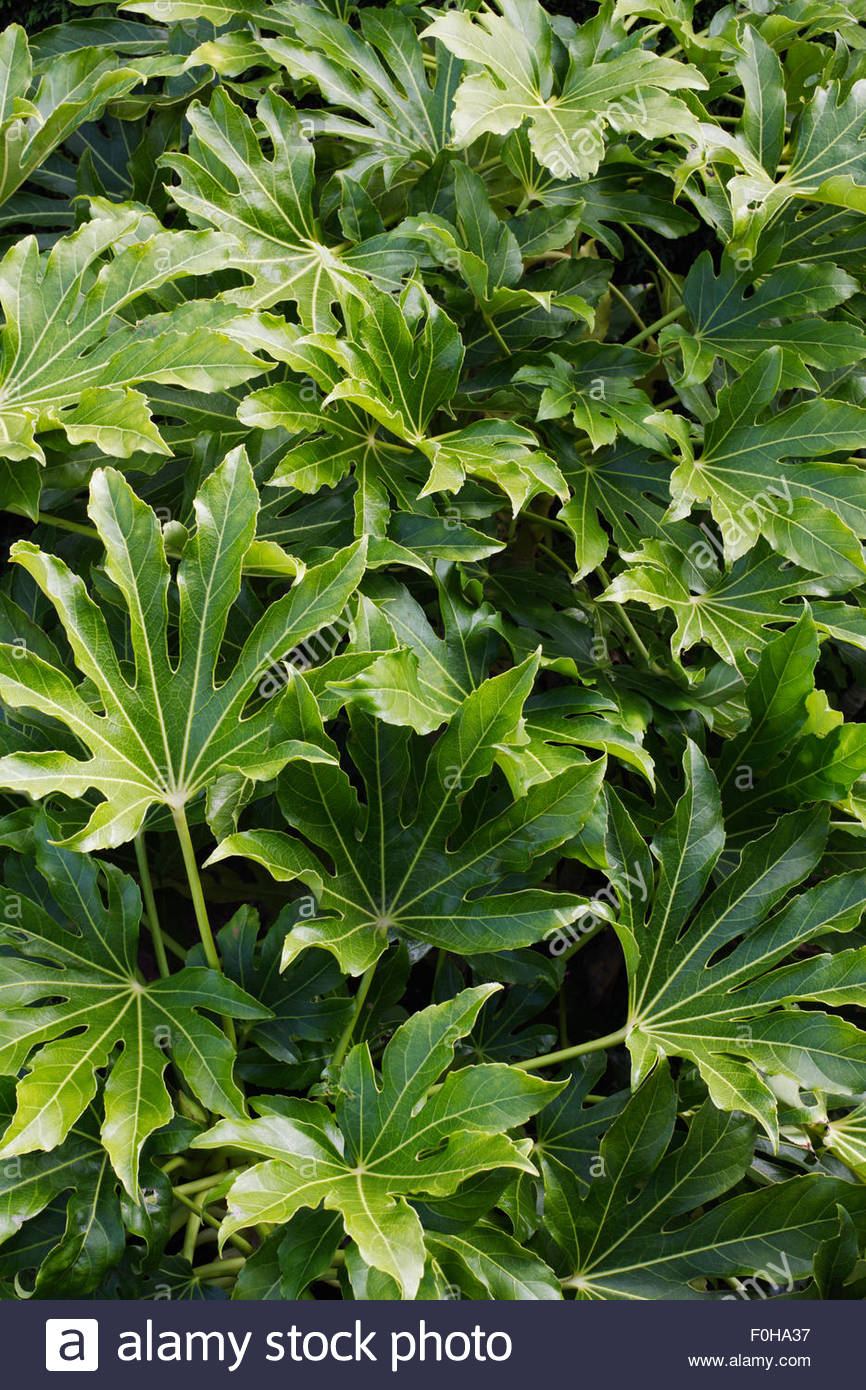 fatsia japonica f0ha37