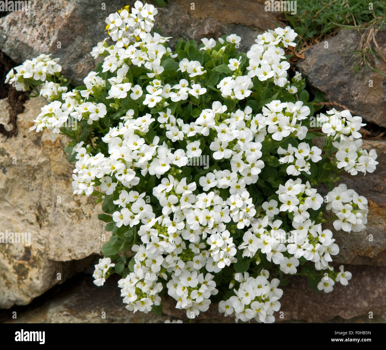 Gaensekresse, Arabis caerulea Stockfotografie Alamy